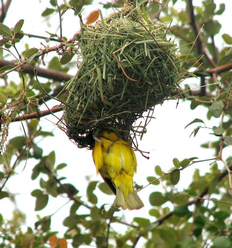 鳥築巢|【年假賞「鳥巢」去】球狀、倒吊還有隧道型！從「鳥巢」可猜出。